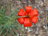 Lilium pumilum