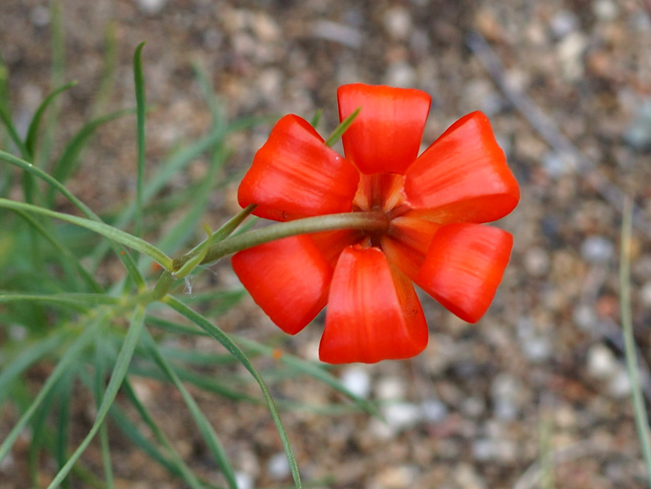 Image of Lilium pumilum specimen.