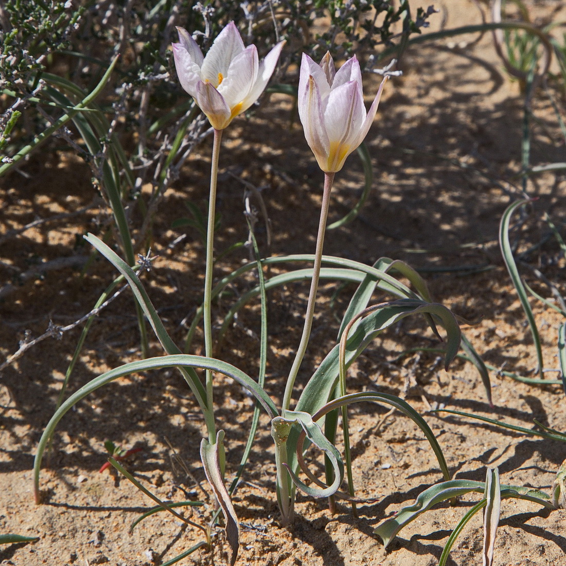 Изображение особи Tulipa sogdiana.