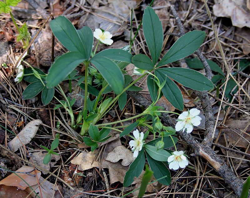 Изображение особи Potentilla alba.