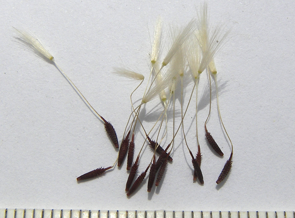 Image of Taraxacum erythrospermum specimen.