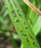 Image of taxon representative. Author is Геннадий Окатов