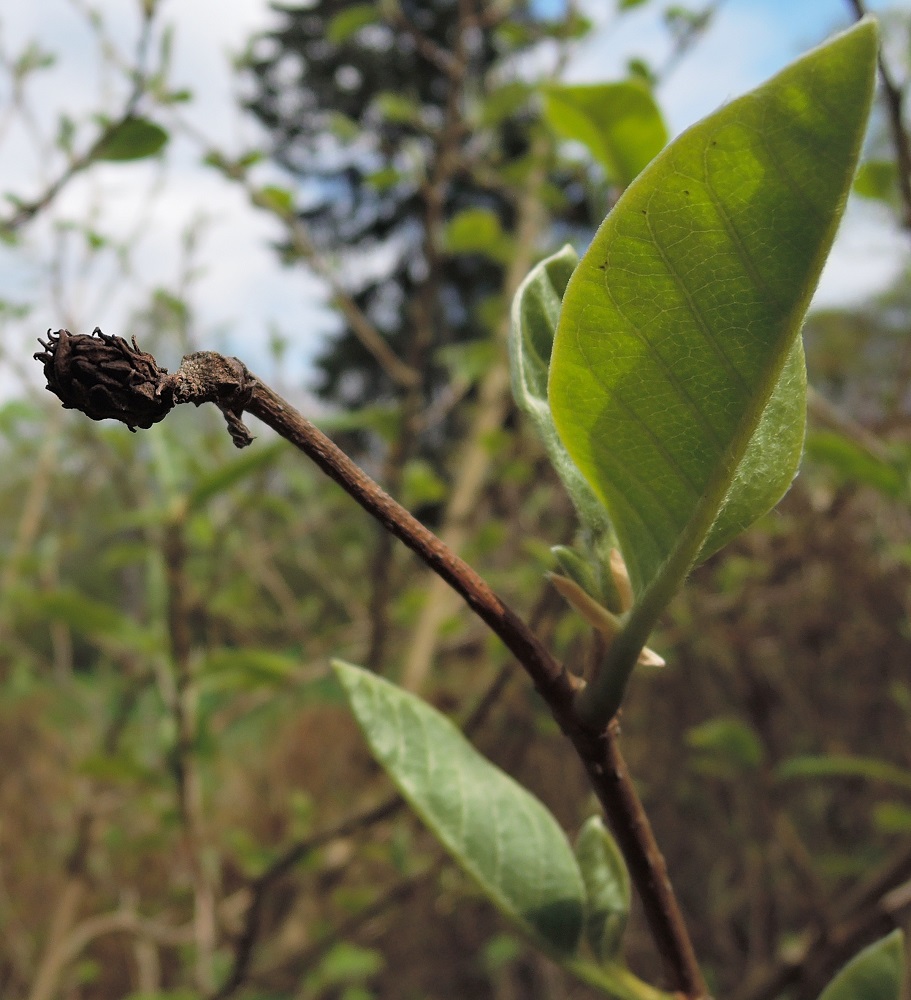 Image of Magnolia sieboldii specimen.