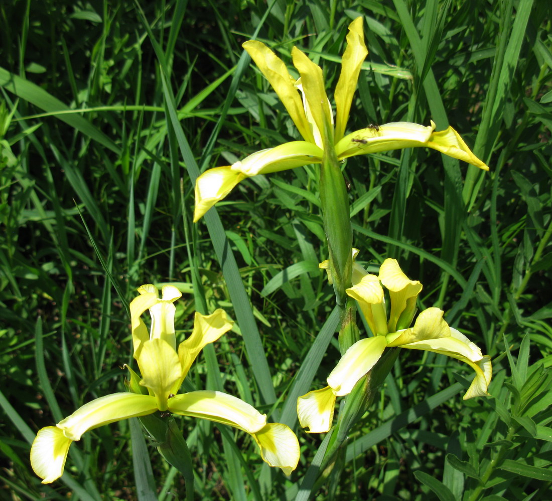 Image of Iris halophila specimen.
