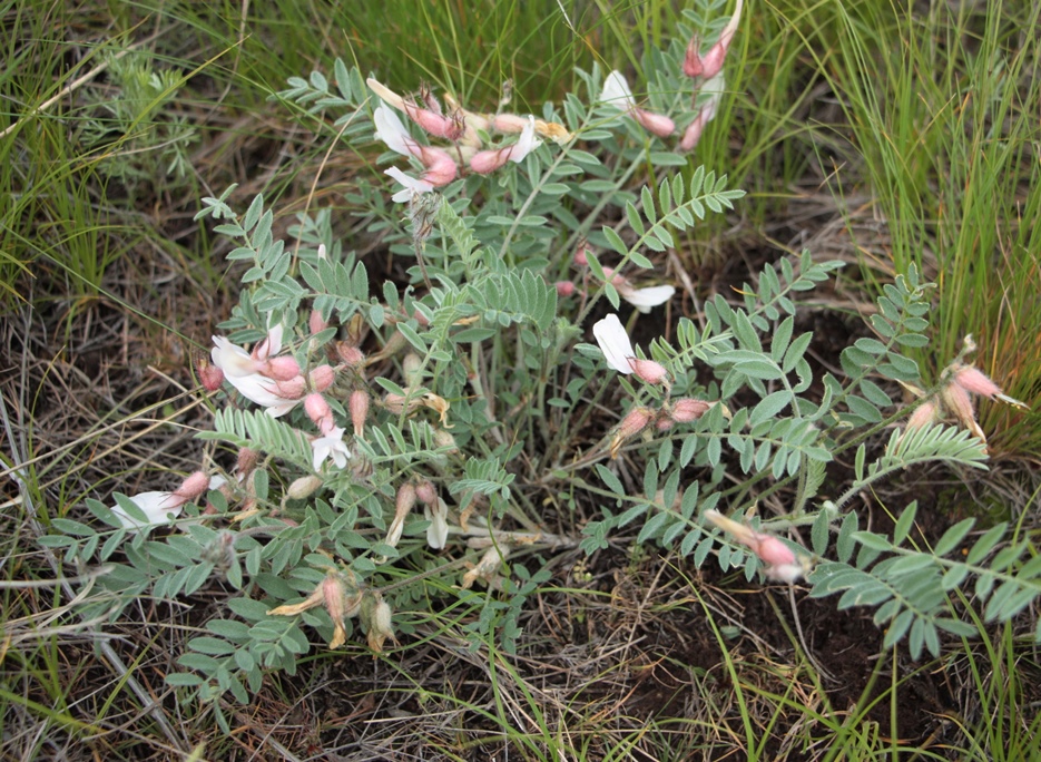 Изображение особи Astragalus sareptanus.