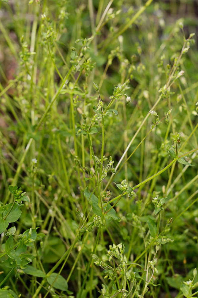Image of Stellaria media specimen.
