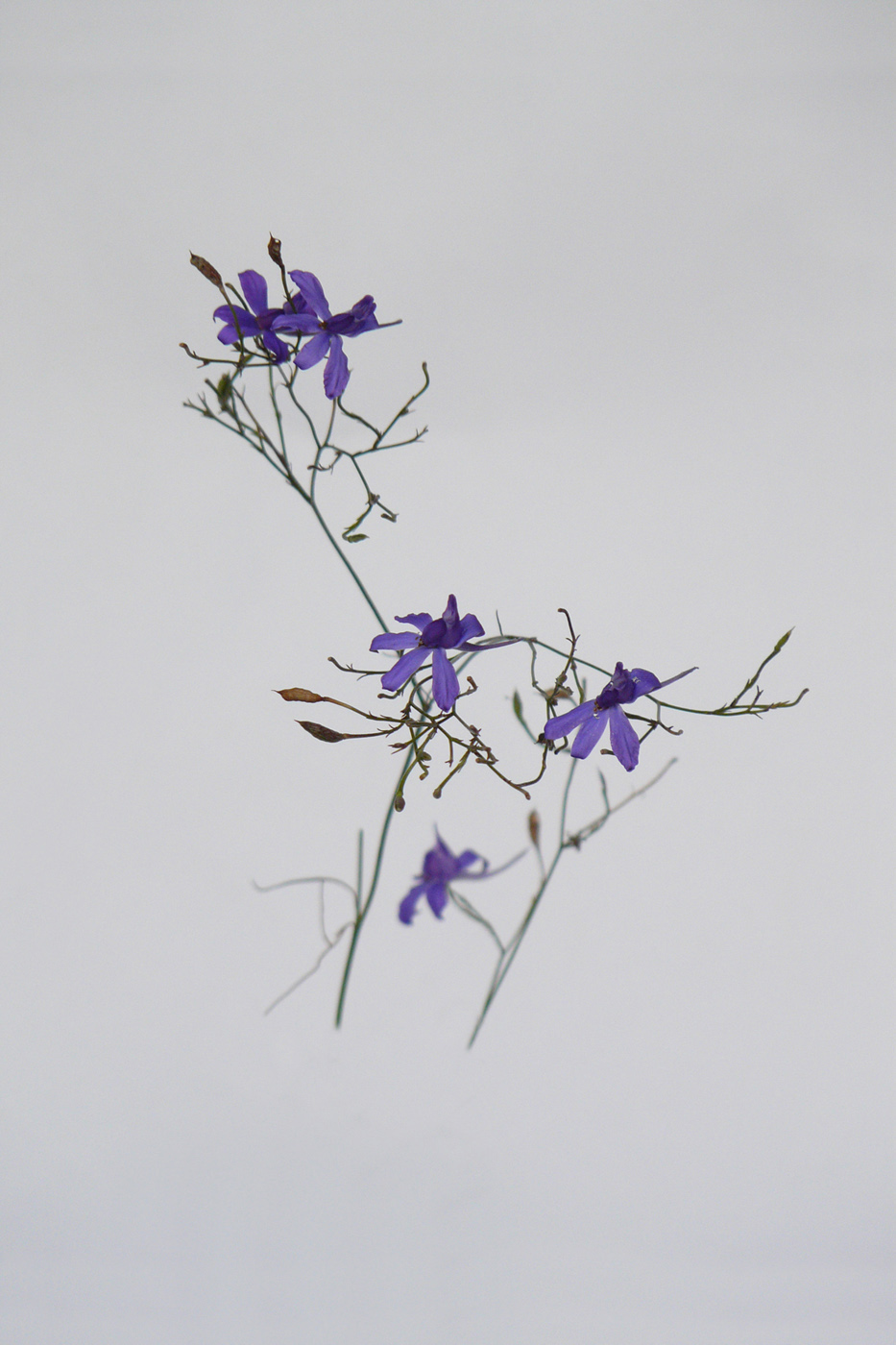 Image of Delphinium consolida specimen.