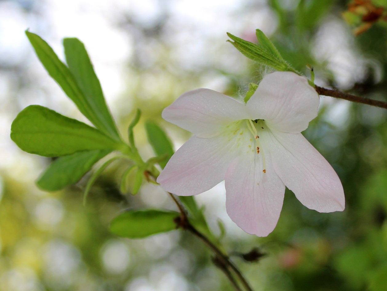 Image of Rhododendron schlippenbachii specimen.