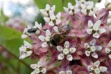 Asclepias syriaca