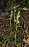 Goodyera repens. Цветущие растения. Крым, Бахчисарайский р-н, окр. с. Счастливое, сосновый лес. 20 июня 2016 г.