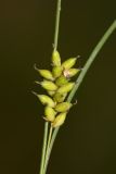 Carex scabrifolia. Соплодие. Приморский край, Шкотовский р-н, окр. с. Речица, приморский засолённый сырой луг. 30.06.2016.