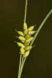 Carex scabrifolia