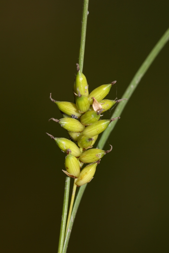 Image of Carex scabrifolia specimen.