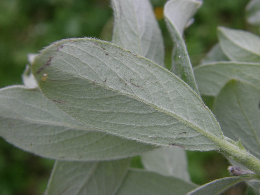 Изображение особи Salix glauca.