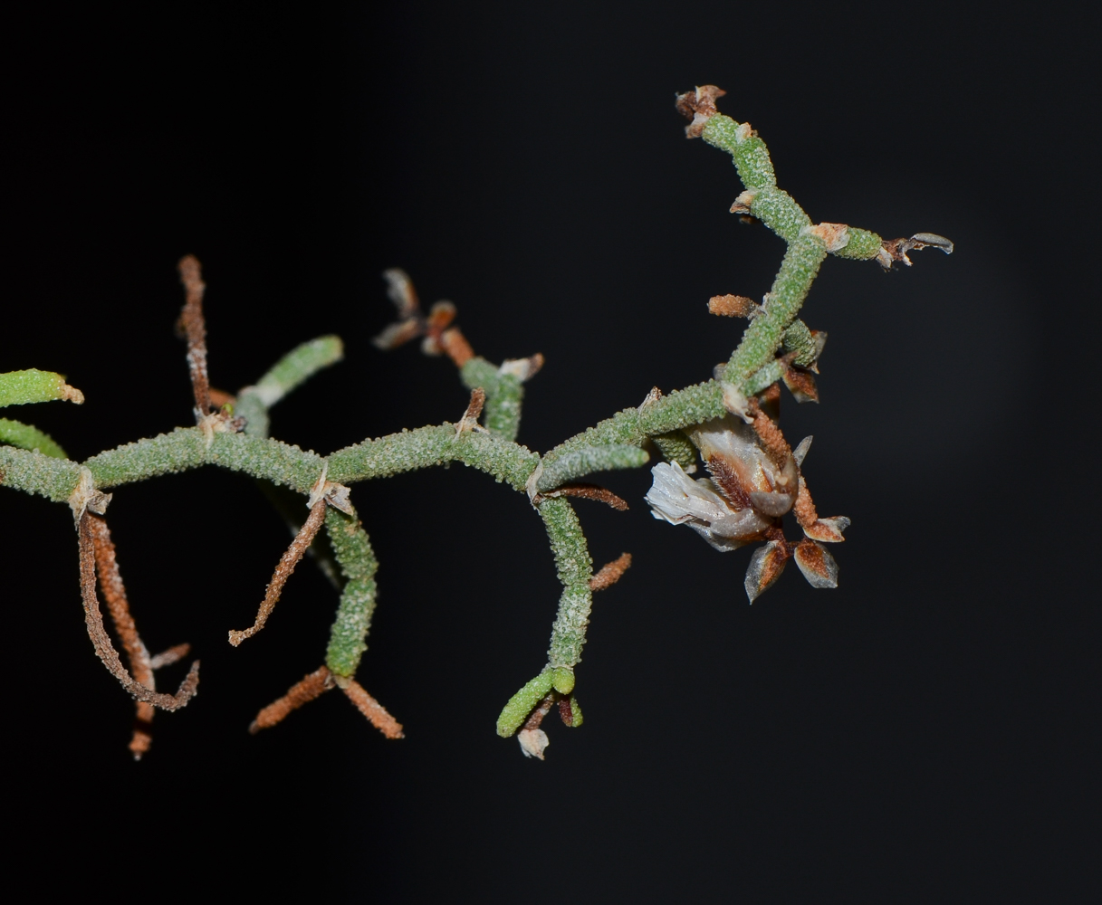 Изображение особи Limonium papillatum.