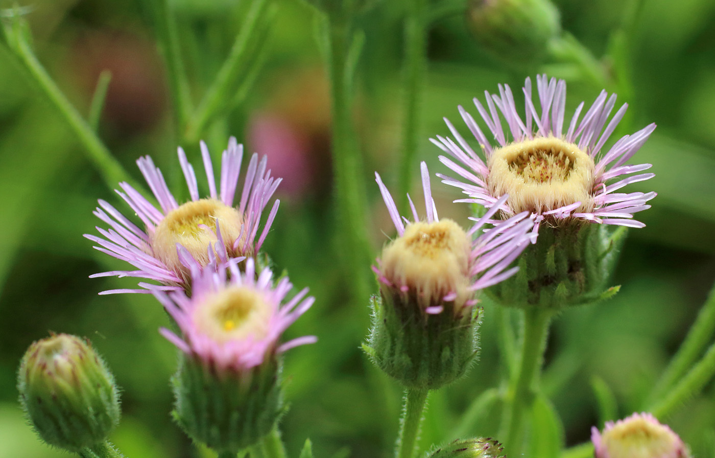 Изображение особи Erigeron acris.