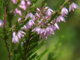 Calluna vulgaris. Побеги с цветками. Ленинградская обл., окр. пос. Рощино. 24.07.2009.