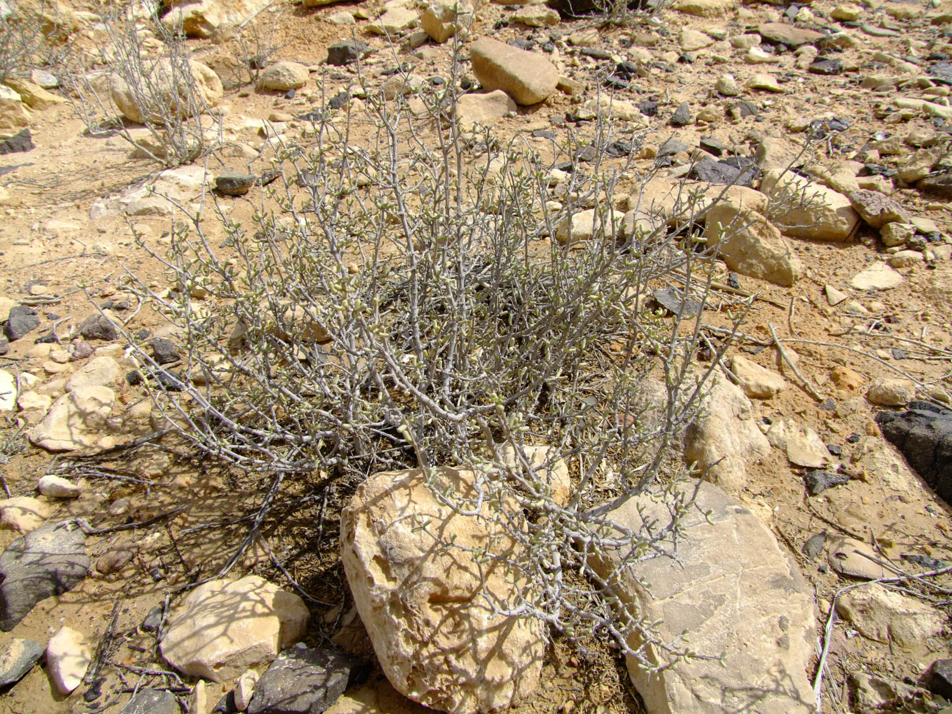 Изображение особи Tetraena dumosa.