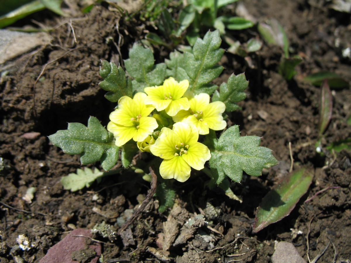 Image of Chorispora macropoda specimen.