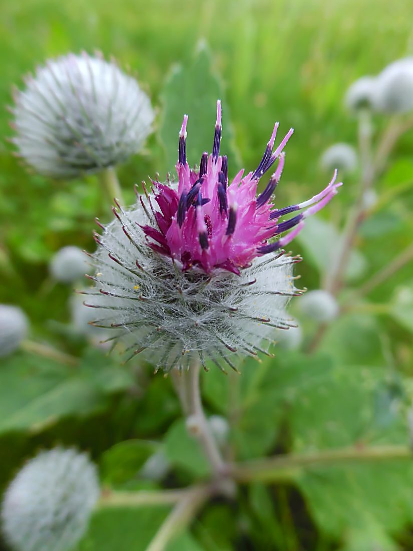 Image of Arctium tomentosum specimen.