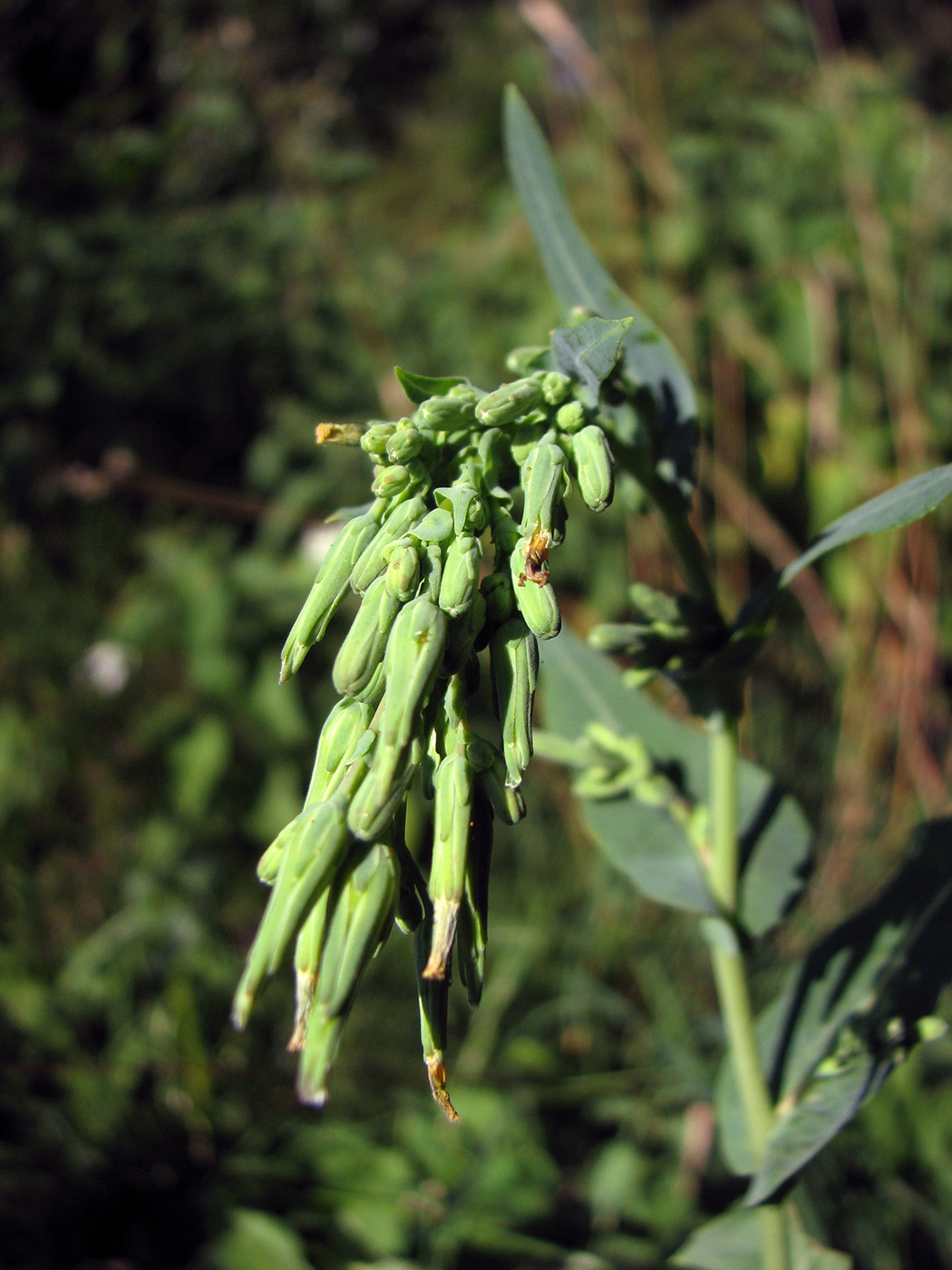 Изображение особи Lactuca serriola.