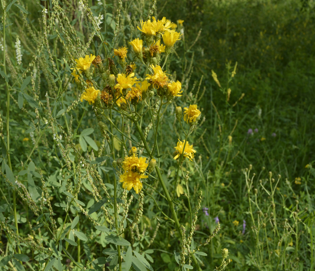 Изображение особи Hieracium umbellatum.