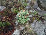 Rhodiola rosea. Плодоносящее растение на супралиторали. Кольский п-ов, Восточный Мурман, Дальние Зеленцы, южный берег губы Дальнезеленецкая, Дальний Пляж. 18.08.2016.