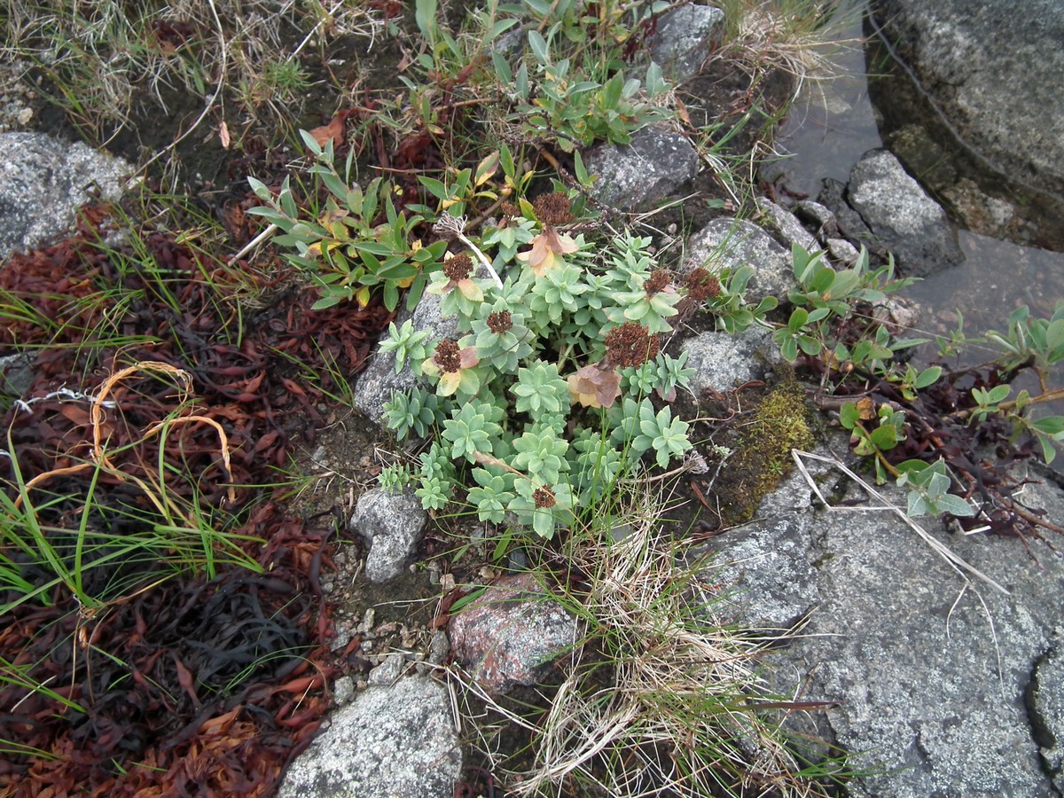 Image of Rhodiola rosea specimen.