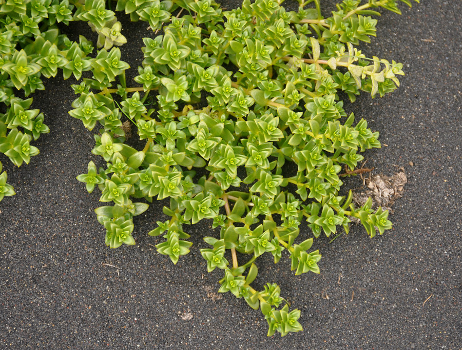 Image of Honckenya peploides ssp. diffusa specimen.