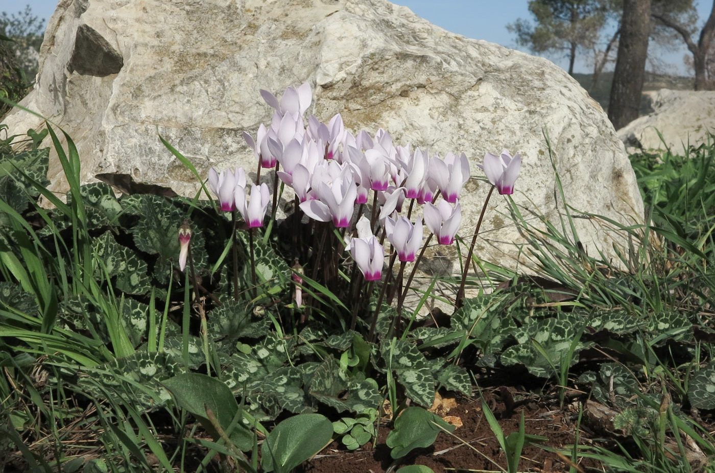 Image of Cyclamen persicum specimen.