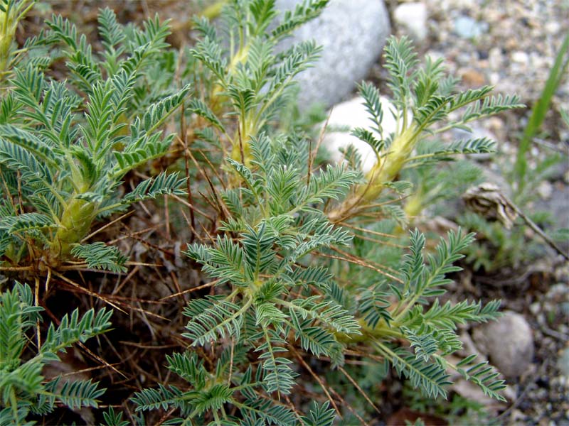 Image of Astragalus aureus specimen.