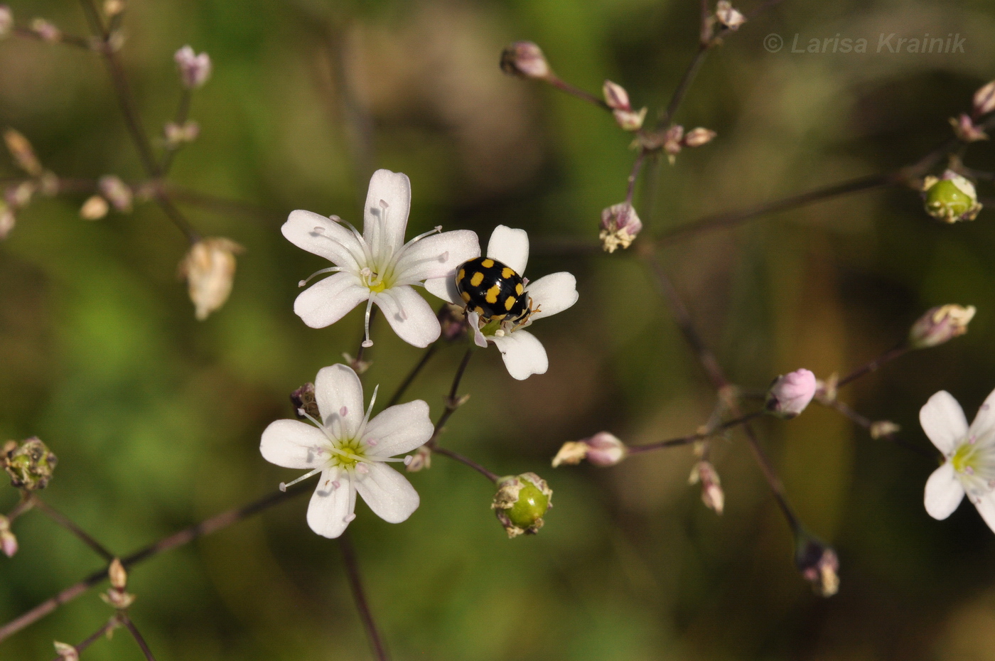 Изображение особи Gypsophila pacifica.