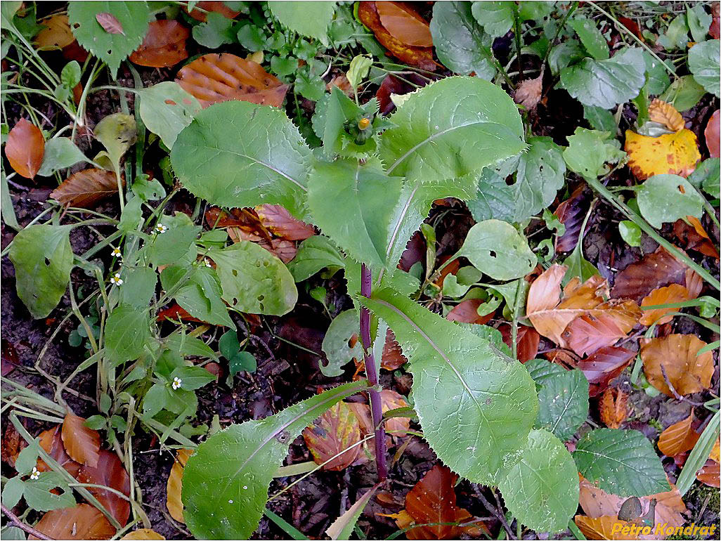 Image of Sonchus asper specimen.