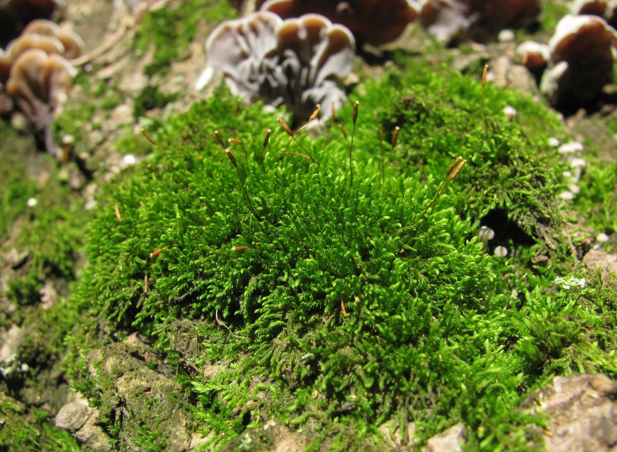 Image of ordo Hypnales specimen.