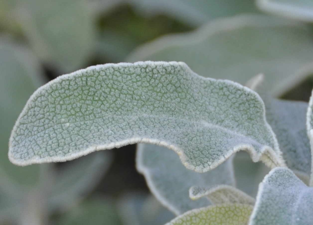 Изображение особи Phlomis fruticosa.