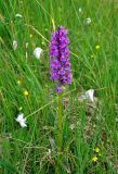 Dactylorhiza euxina. Цветущее растение (рядом видны Eriophorum). Северная Осетия, Ирафский р-н, хребет Танадор, гора Кубус, ≈ 2000 м н.у.м., заболоченный луг с родниками на седловине, соединяющей Кубус с основным массивом хребта Танадор. 05.07.2016.