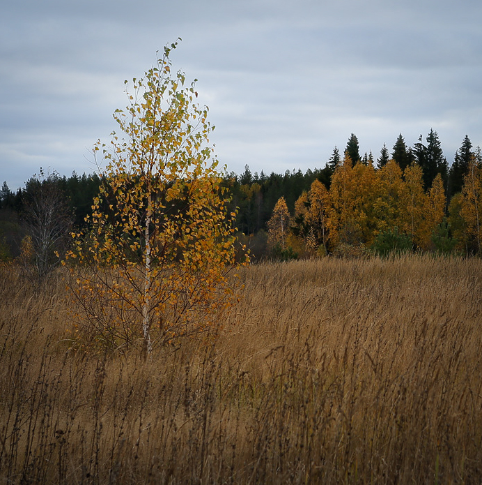 Image of Betula pendula specimen.
