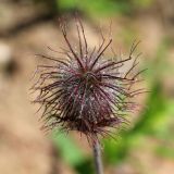 Geum rivale