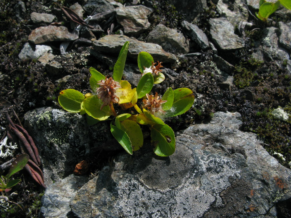 Image of Salix turczaninowii specimen.