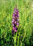 Anacamptis laxiflora ssp. elegans
