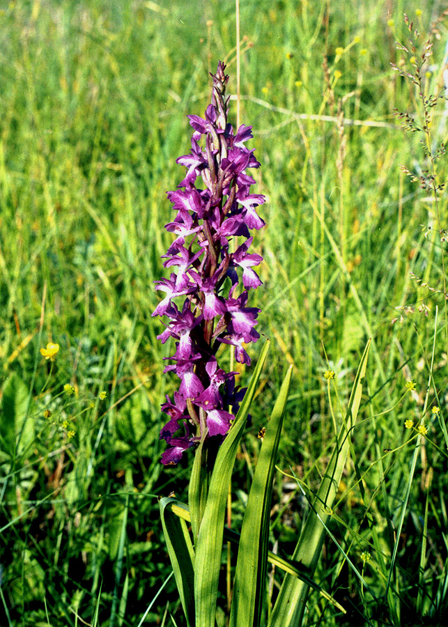 Изображение особи Anacamptis laxiflora ssp. elegans.