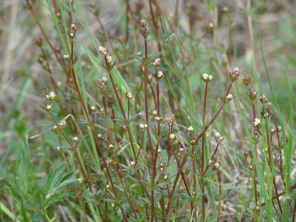 Изображение особи Galium uliginosum.