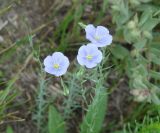 genus Linum