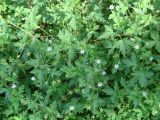 Geranium sibiricum