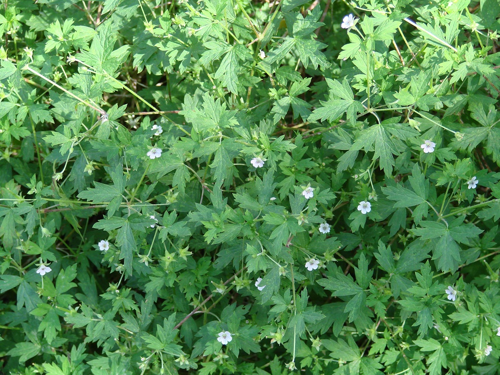 Image of Geranium sibiricum specimen.