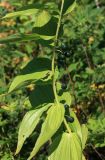 Polygonatum maximowiczii