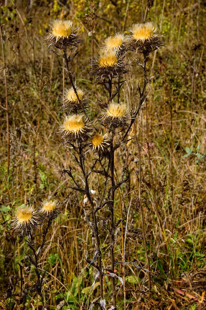 Изображение особи Carlina intermedia.