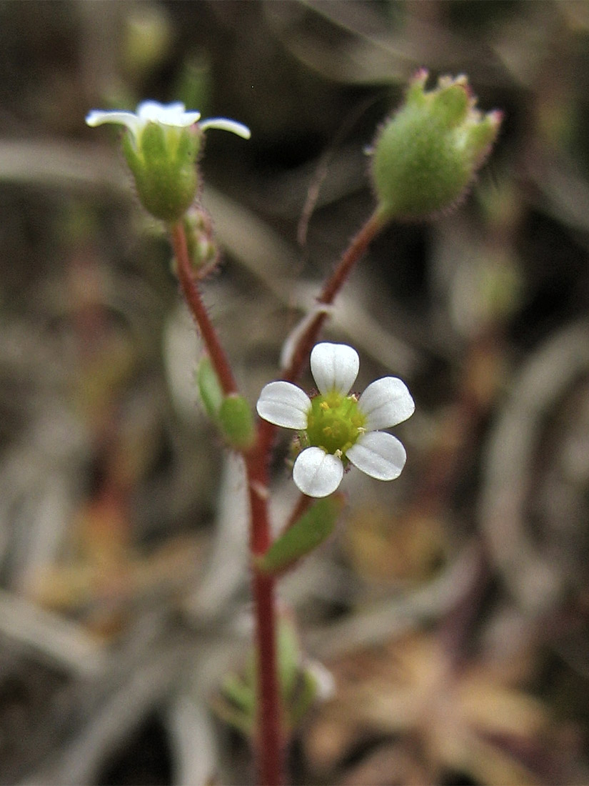 Image of Saxifraga tridactylites specimen.