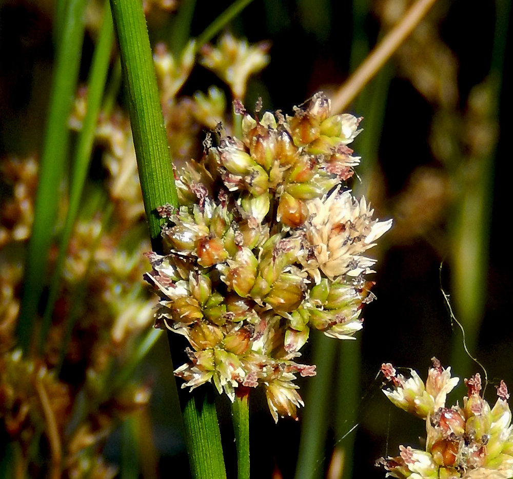 Image of Juncus maritimus specimen.