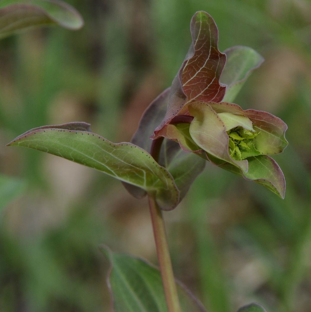 Image of Hypericum montbretii specimen.